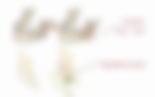 宝俪隆胸假体在德国医院值不值？